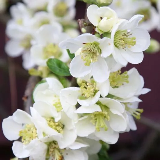 Айва японская Нивалис с2 h40-60 UL 