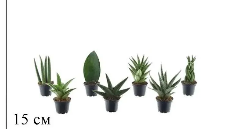 Сансеверия Люкс микс d7 h15 