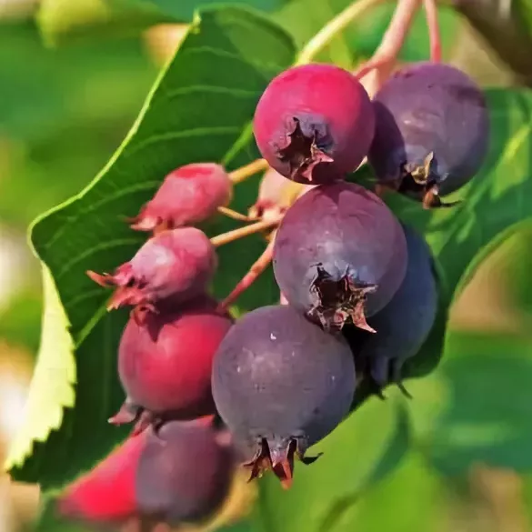 Ирга ольхолистная Мандам, v2 CL 