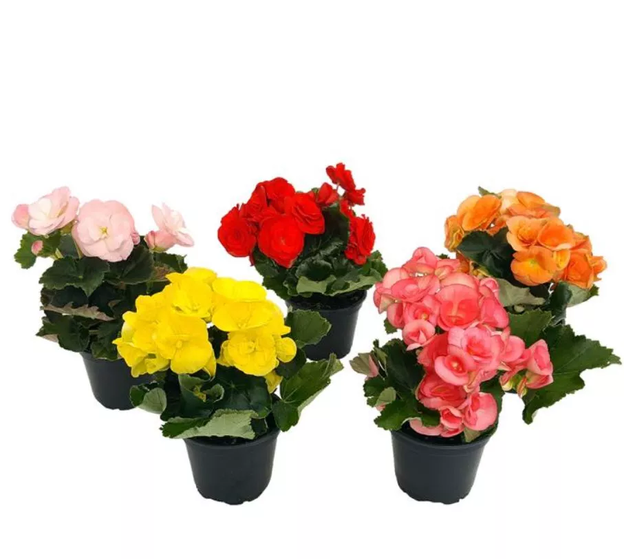 Бегония Элатиор cмесь d12 ЕТК 