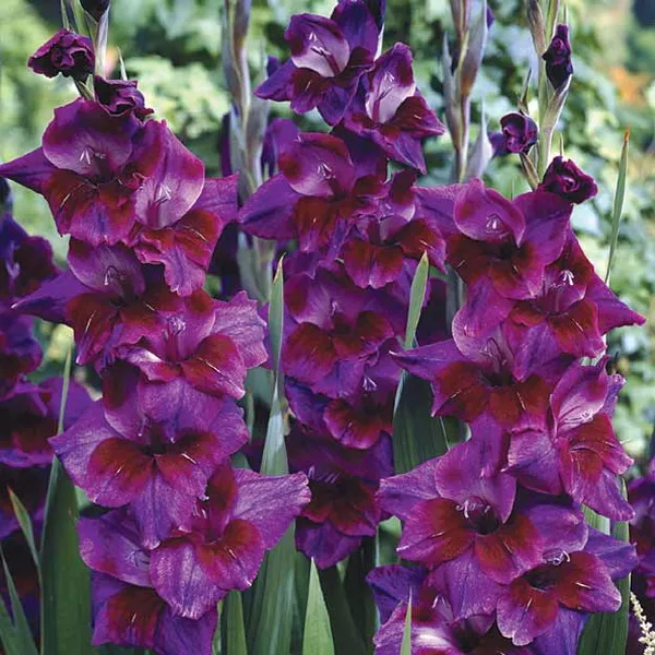 Луковица Гладиолус Вильвет Айс, 10шт/уп 