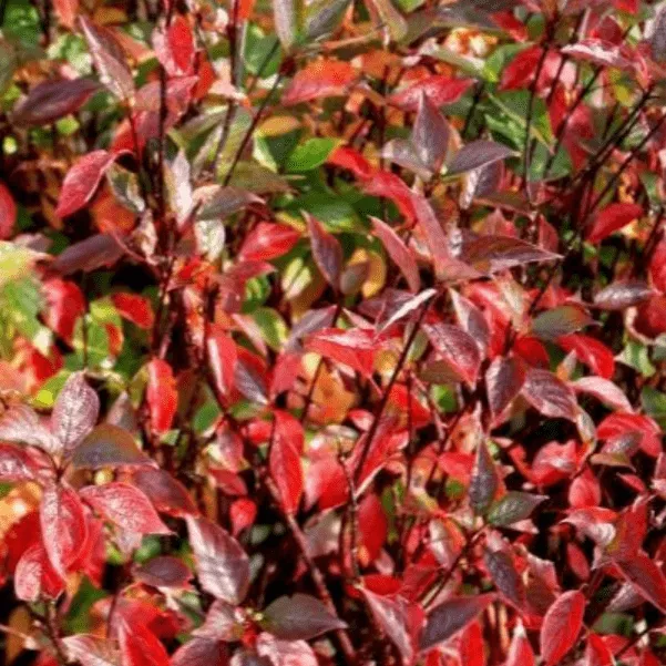 Дерен белый Кесселринги v2 Lav 