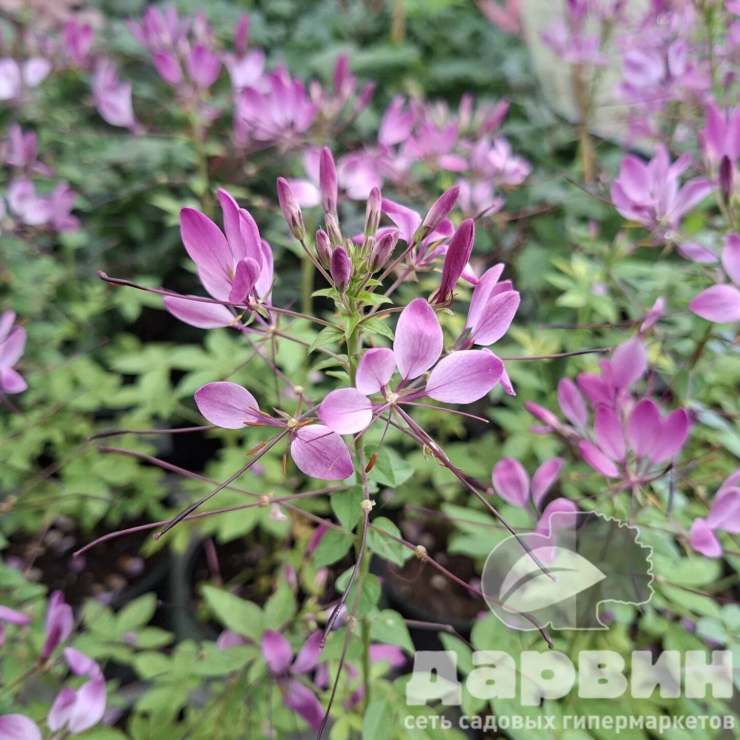 Клеома d12 Tim 