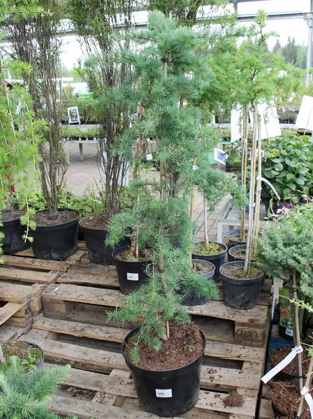 Лиственница кемпфера Диана С20 100-125 