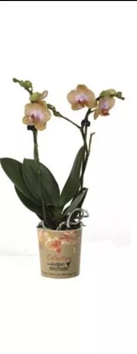 Фаленопсис 2ст Литтл Колибри Спайн d9 h40 