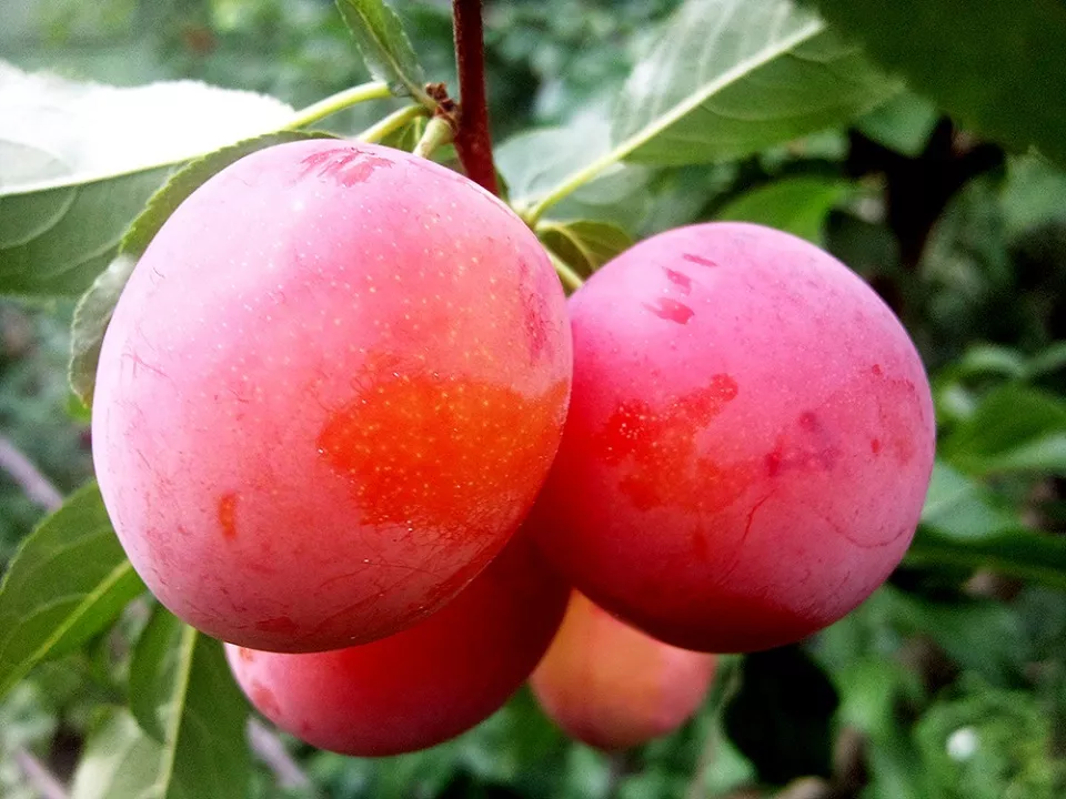 Алыча Персиковая ранн v7 100-140 Lav 