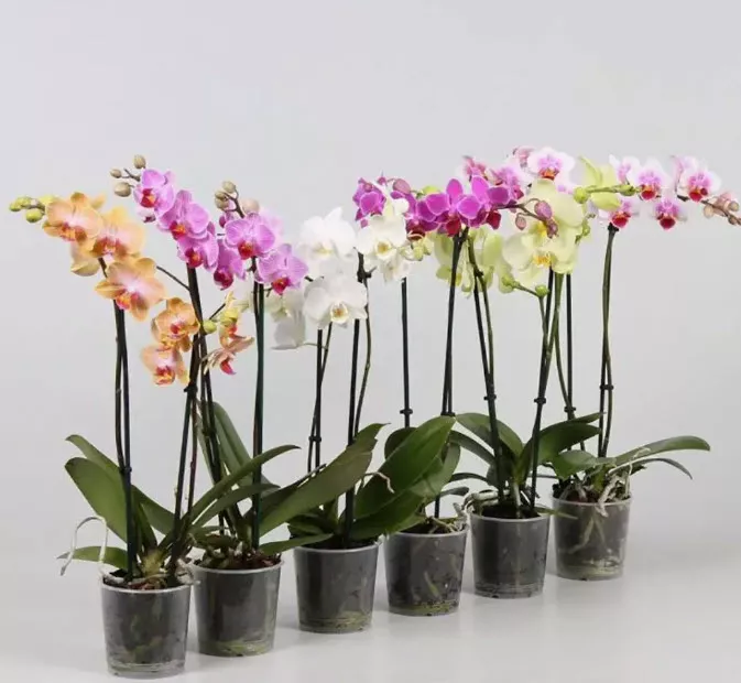 Фаленопсис 1-2 вет микс d12 h50 