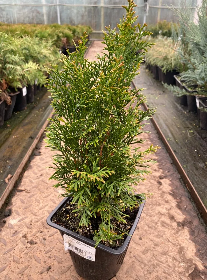 Туя западная Кинг оф Смарагд v2 Lav 