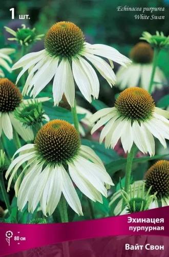 Корневище Эхинацея пурпурная Вайт Свон  I 1шт Поиск 
