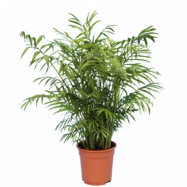 Хамедорея элеганс d5 h15 