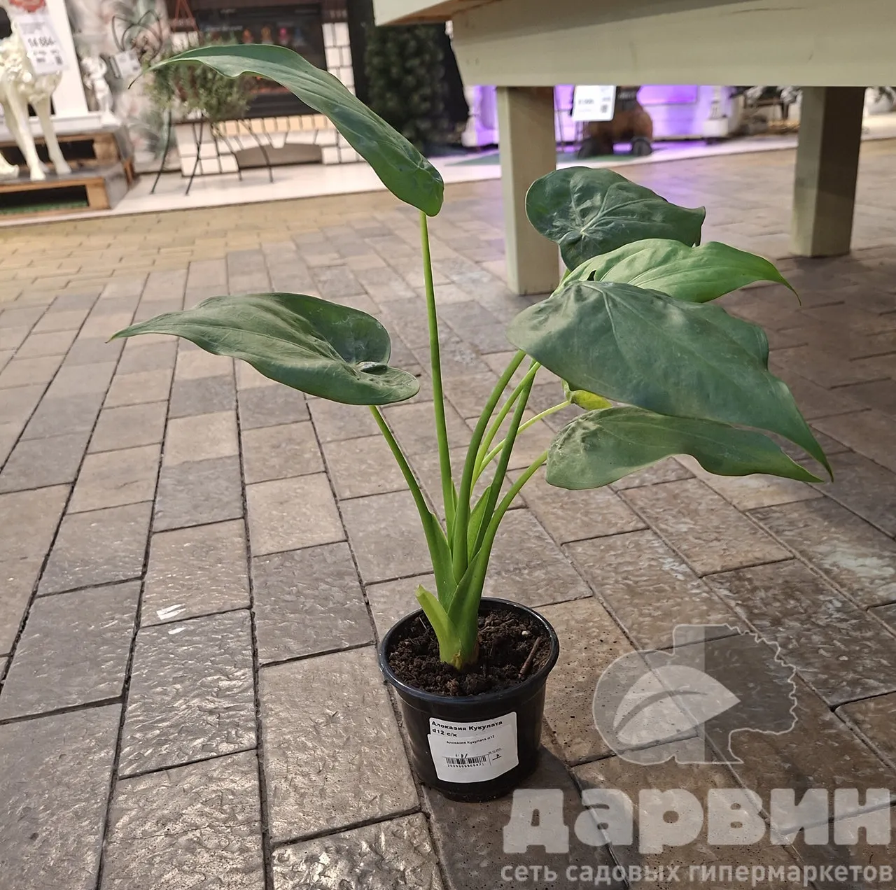 Алоказия Кукулата d12 