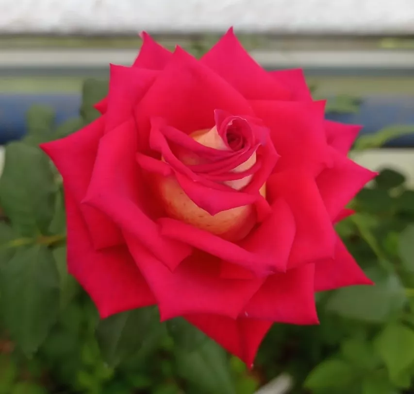 Роза чайно-гибридная Нью Фейшен v5 Lav 