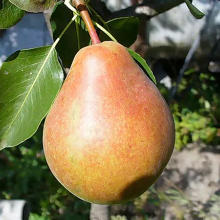 Груша Первомайская 3-х летка 