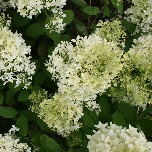 Гортензия метельчатая Дентелл де Горрон c3 h30-40 Е-п 