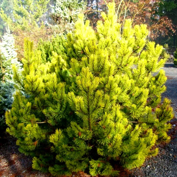 Растение сосна горная Зундерт C25, 100-120 Bor 