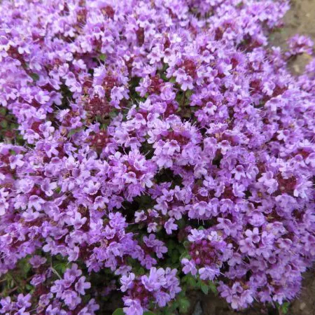 Тимьян ползучий р9 Sw 