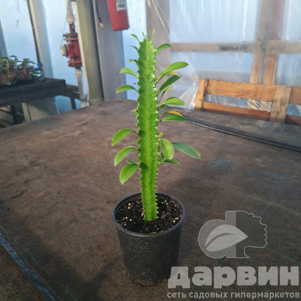 Эуфорбия эритрея d12 h 30 Tim 