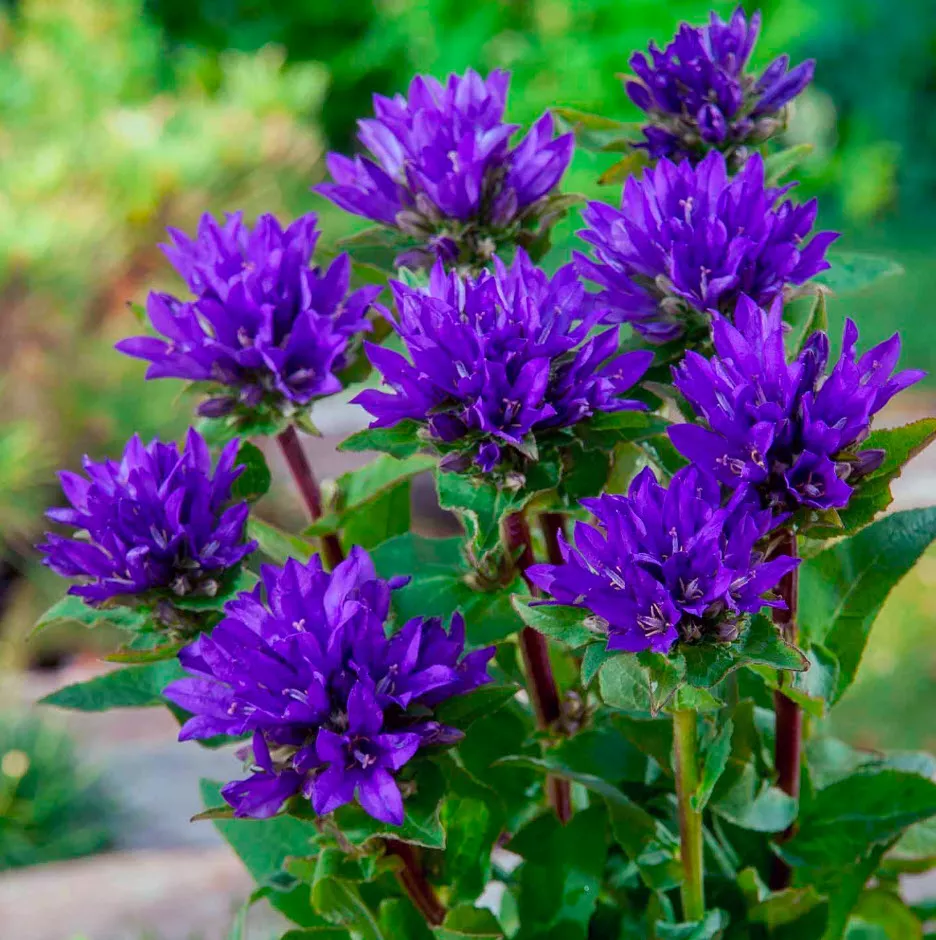 Колокольчик Карпатский d12 