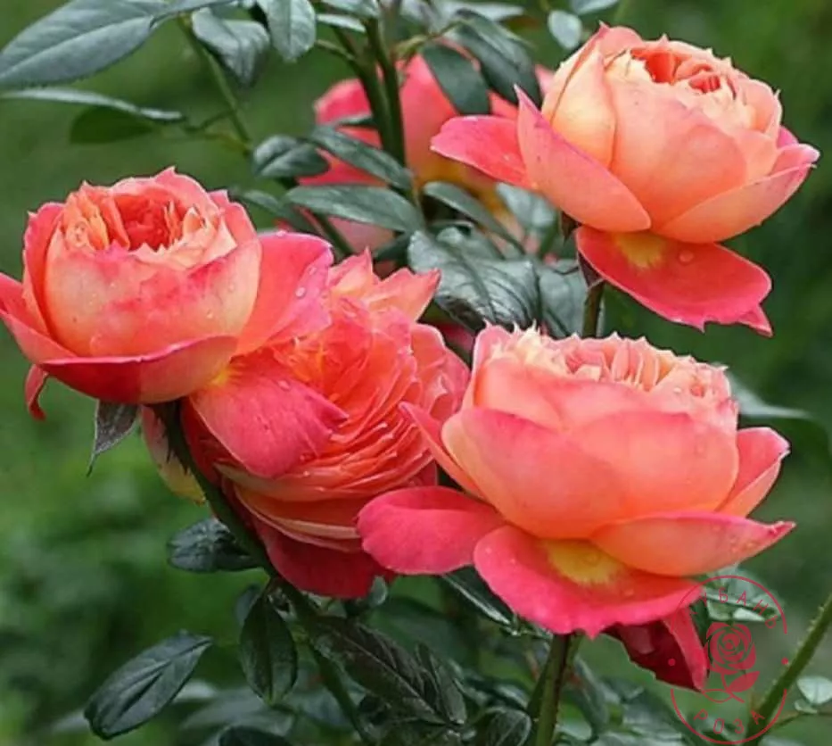 Роза флорибунда Куин оф Харте v5 Lav 