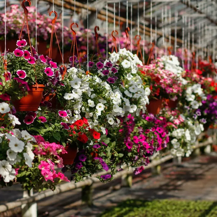 Петунья 3,7Л - d23 ХН 