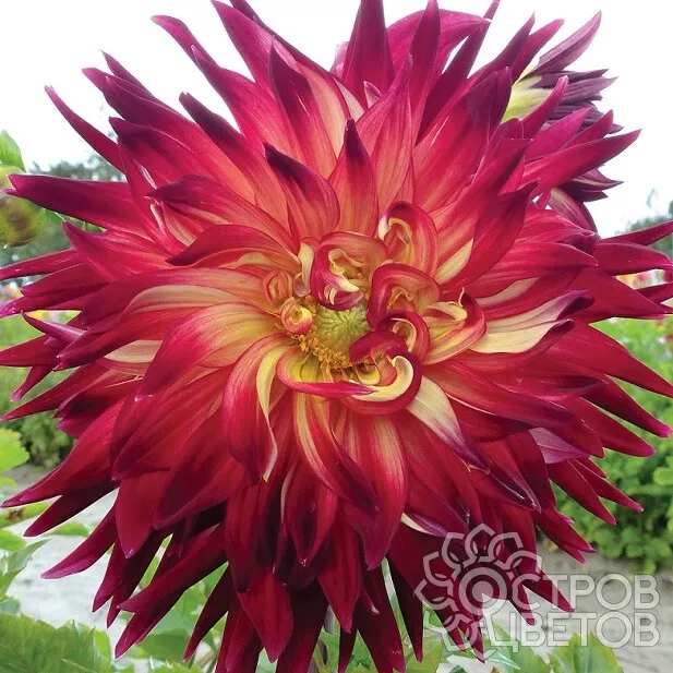 Клубень Георгина Манхеттен Исланд (I), 1шт/уп 