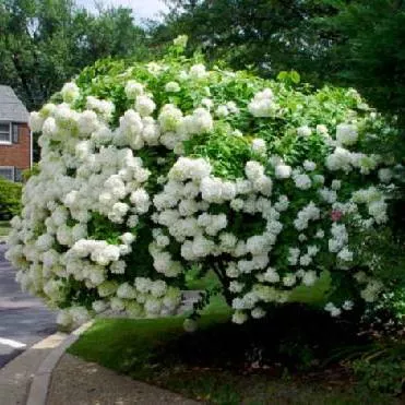 Гортензия метельчатая Грандифлора с5 h40-60 UL 