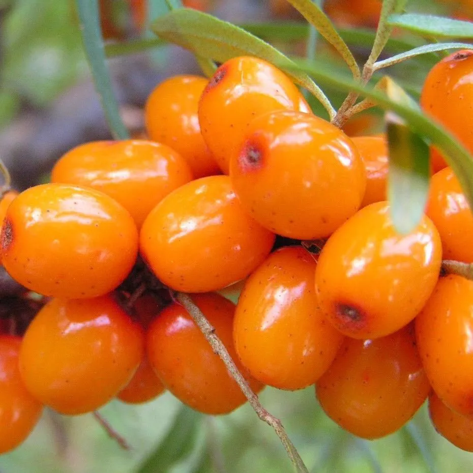 Облепиха Любимая v3 Tim 