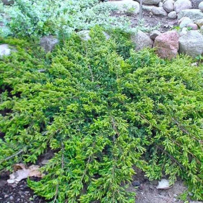 Растение можжевельник обыкновенный Repanda C7,5, 40-60 UL 
