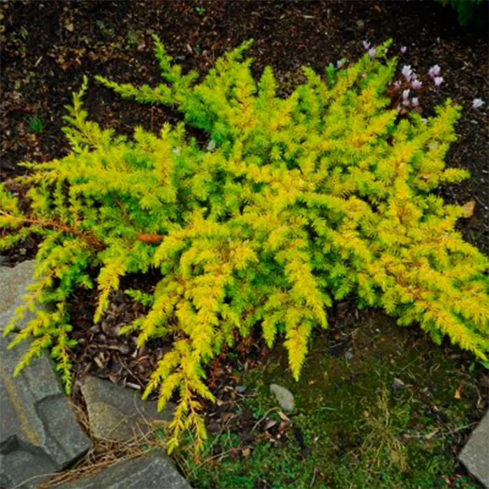 Растение можжевельник прибрежный Ол голд, с2 BL 