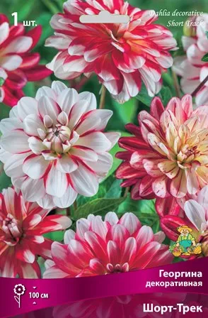 Клубень Георгина декоративная Шорт-Трек I 1шт Поиск 