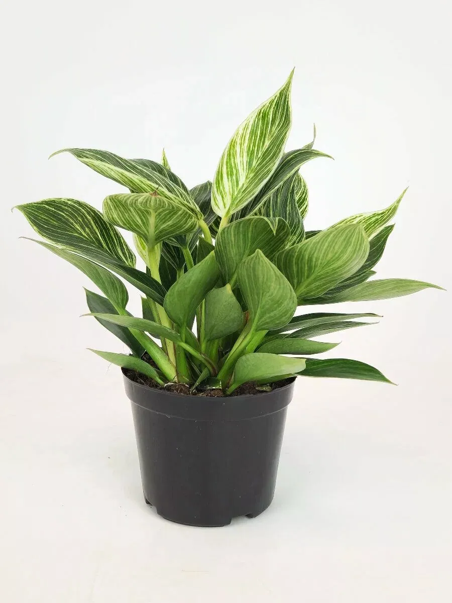 Филодендрон Биркин d10 ЯР 