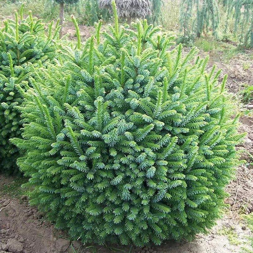 Ель сербская Нана 30-40см Lt 