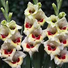 Луковица НВМ Гладиолус Мессина 12/14 7шт 