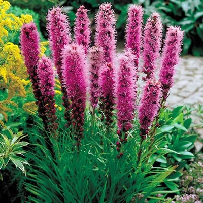 Клубень Лиатрис колосковый Кобольд 6/7 5шт Поиск 