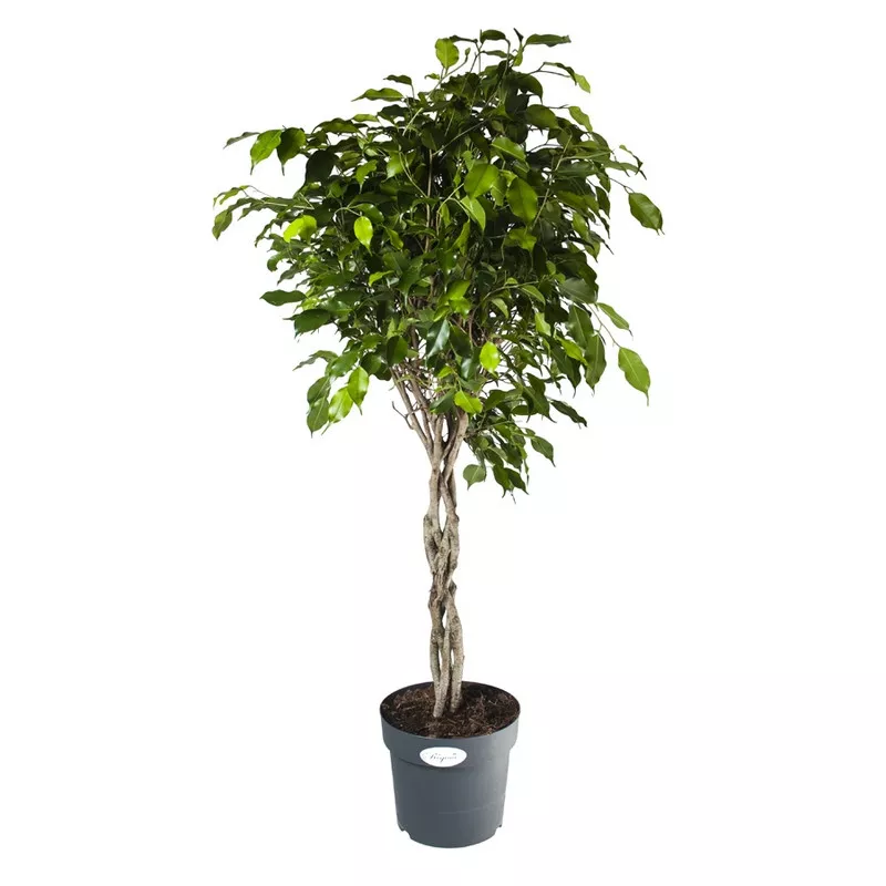 Фикус бенджамина Экзотика переплетенный d27 h140 