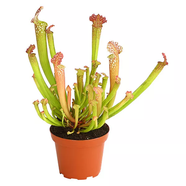 Саррацения d12 