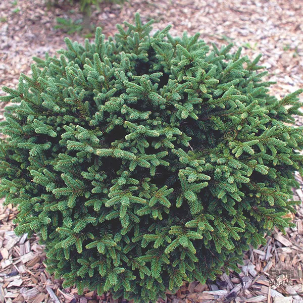 Ель обыкновенная Пумила C5 25-30 cm Sch 