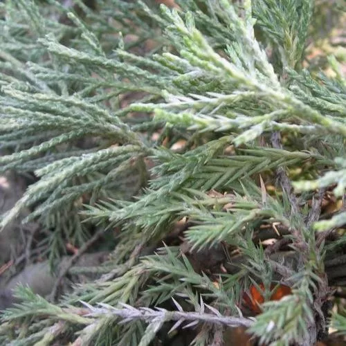Растение можжевельник средний Голден Саусер с2-3, 25-30см 