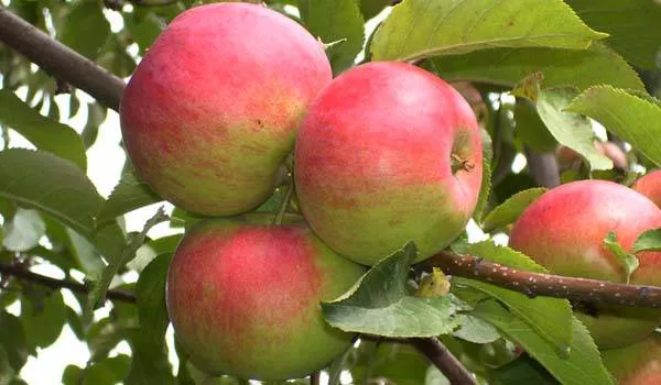 Яблоня Женева v7 100-140 Tim 