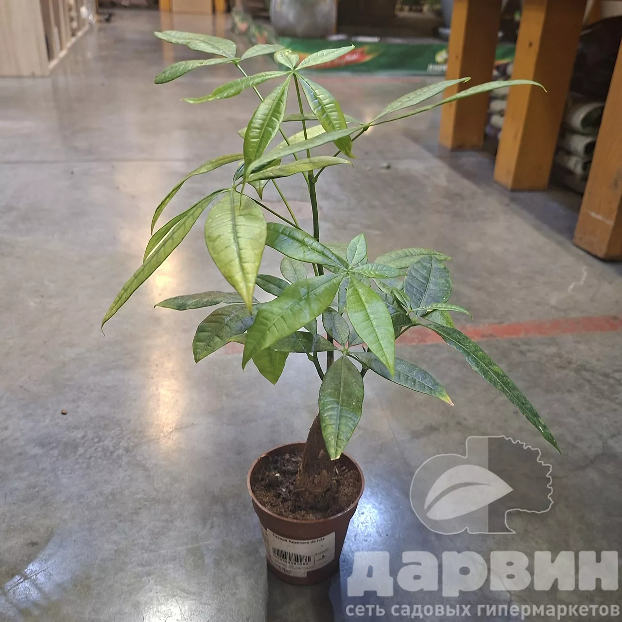 Пахира Акватика d9 h25 