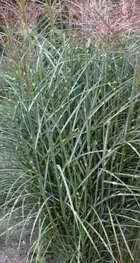 Мискантус v1,5 Push 