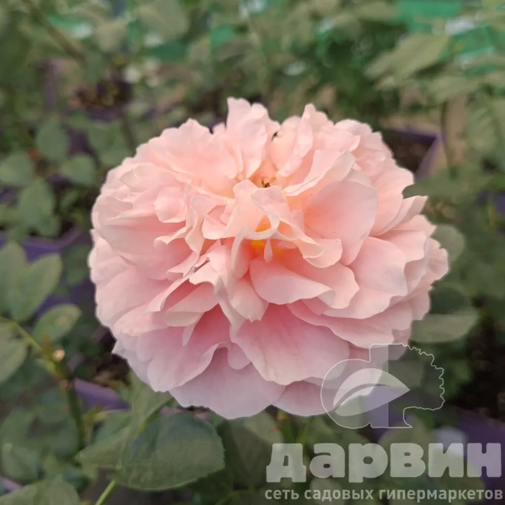 Роза флорибунда Зангерхаузер Юбиляумсрозе v5 Lav 