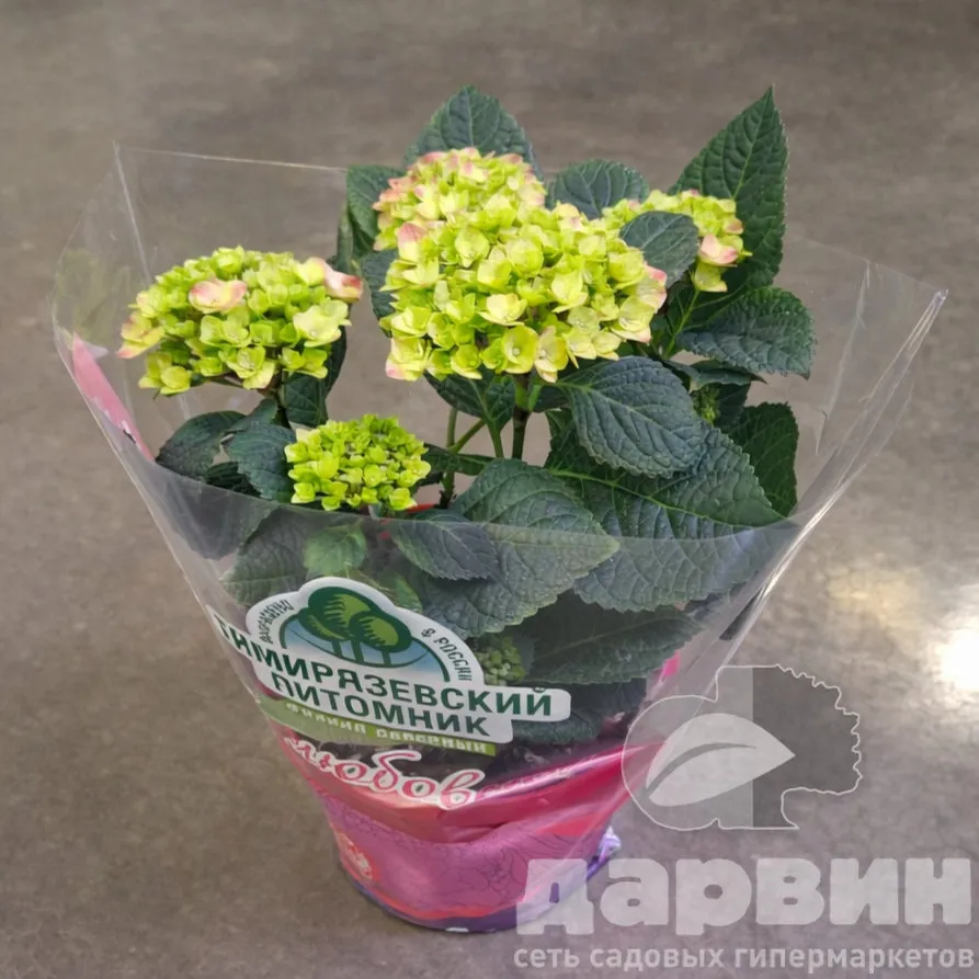 Гортензия крупнолистная в2 Тим (2) ватермарка