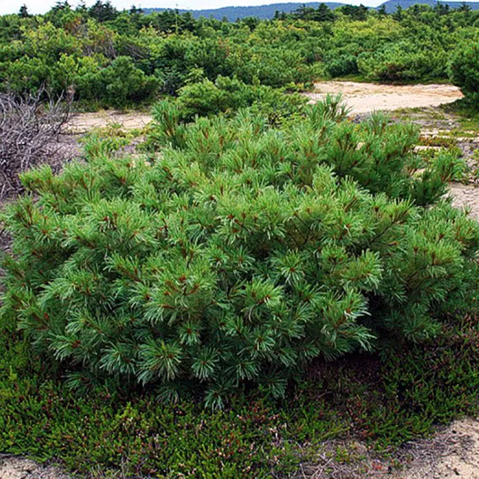 Растение стланник кедровый 50-60 KG 
