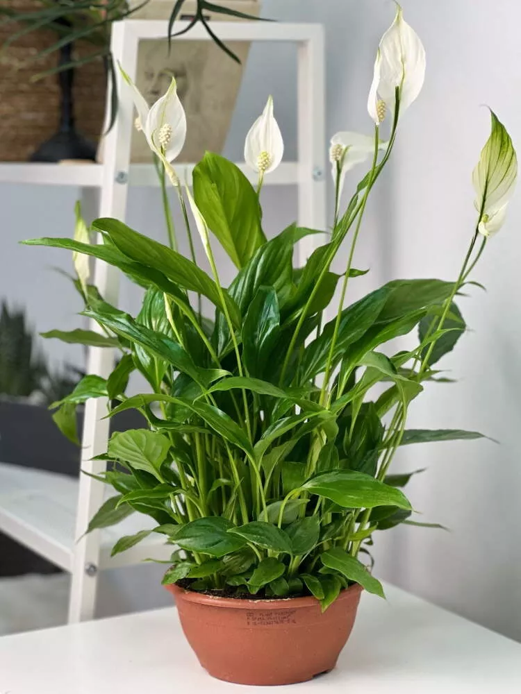 Спатифиллум в плошке d17 