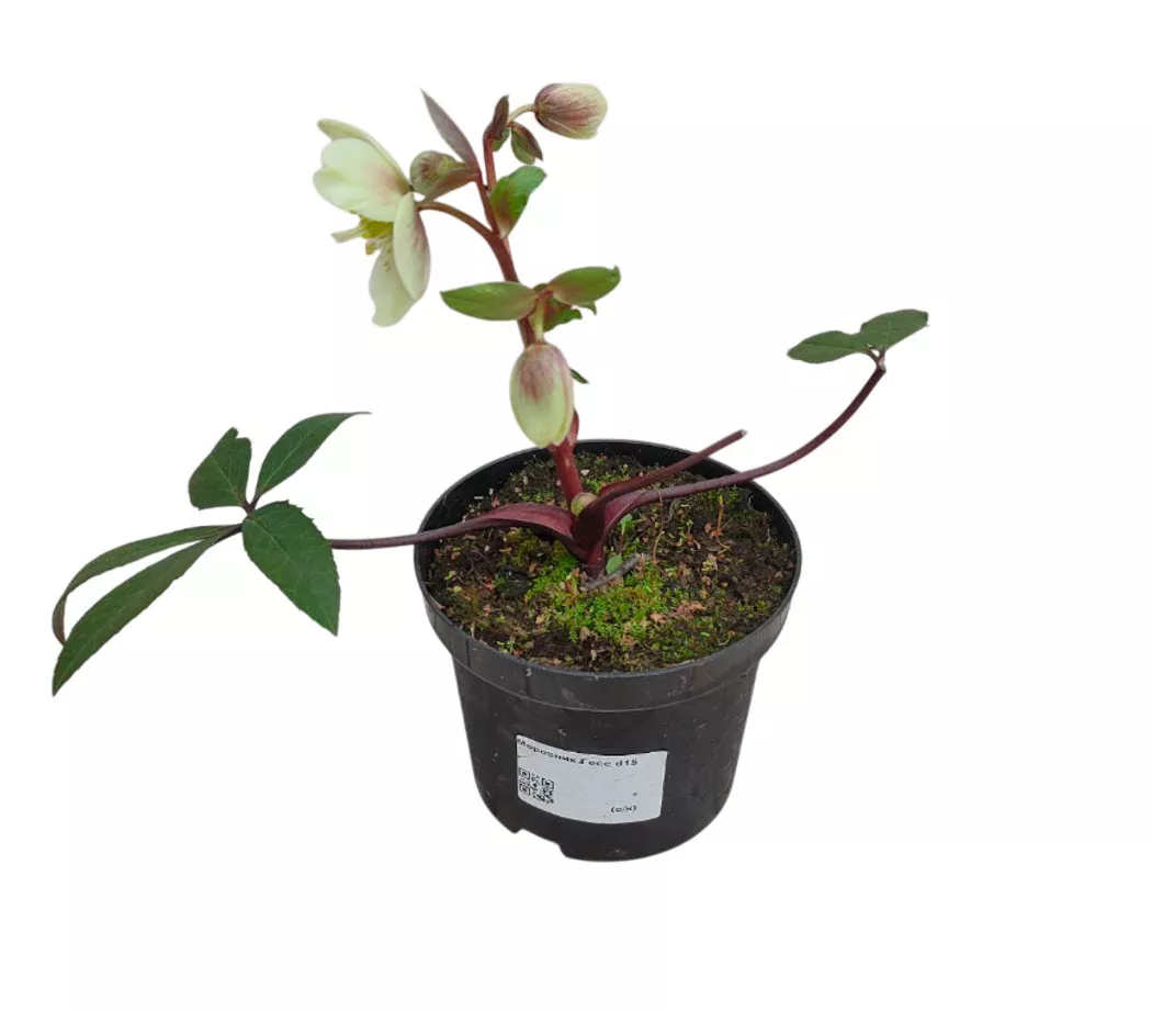 Морозник Гесс d15 ХР 