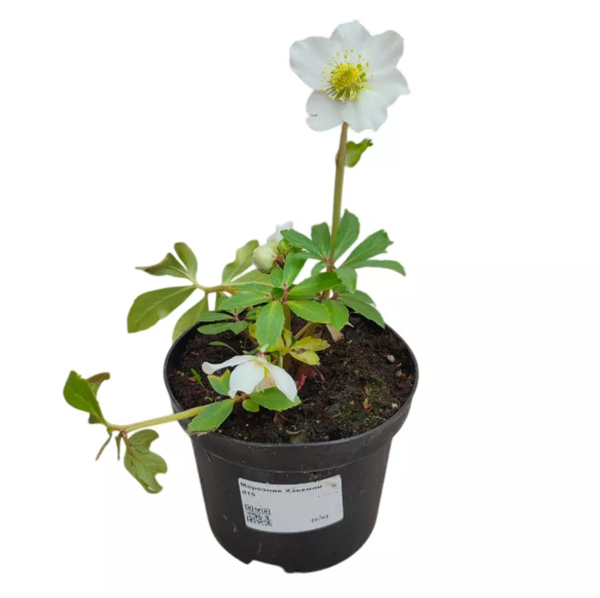 Морозник Хэвенли d15 ХР 