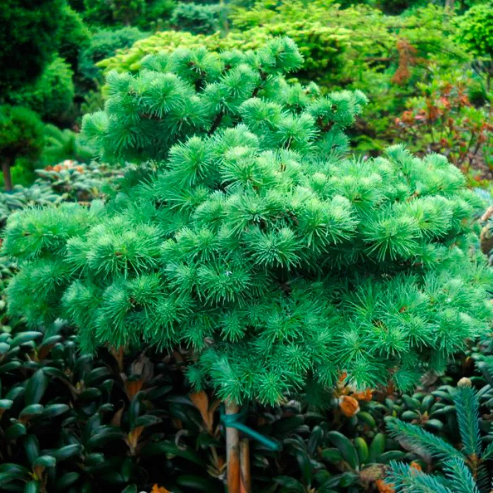 Растение лиственница японская Блю Бол штамб 120 BL 