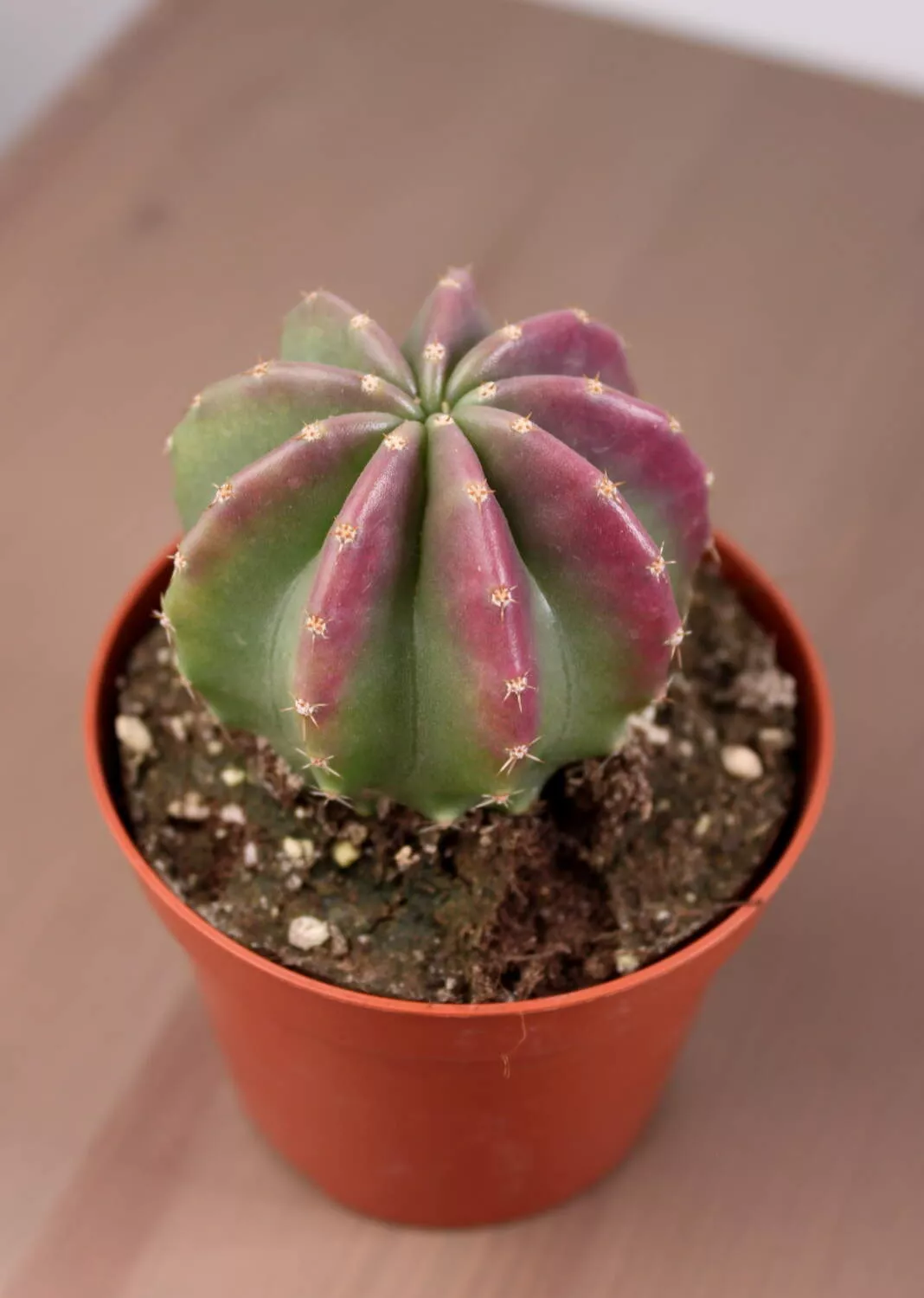 Эхиноцереус Инермис d8 h20 