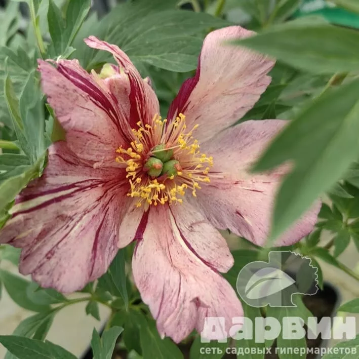 Пион Ито-гибрид Андерсонс Калейдоскоп v5 Tim 